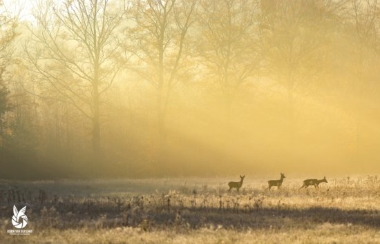 Reeën tijdens gele zonsopkomst in veld