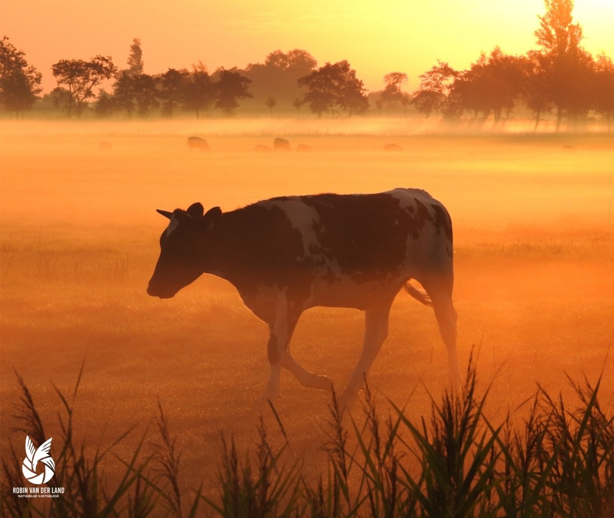 Koe zonsopkomst natuurfoto wanddecoratie