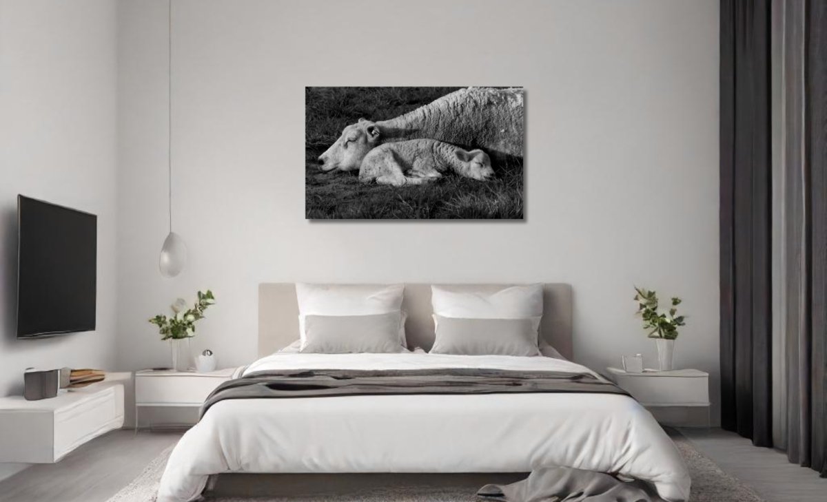 Slapende schapen natuurfoto wanddecoratie canvas zwartwit