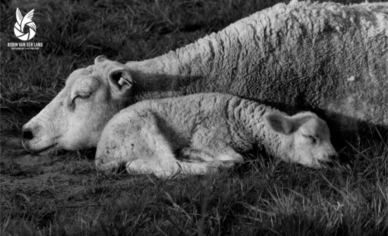 Slapende schapen natuurfoto wanddecoratie canvas zwartwit