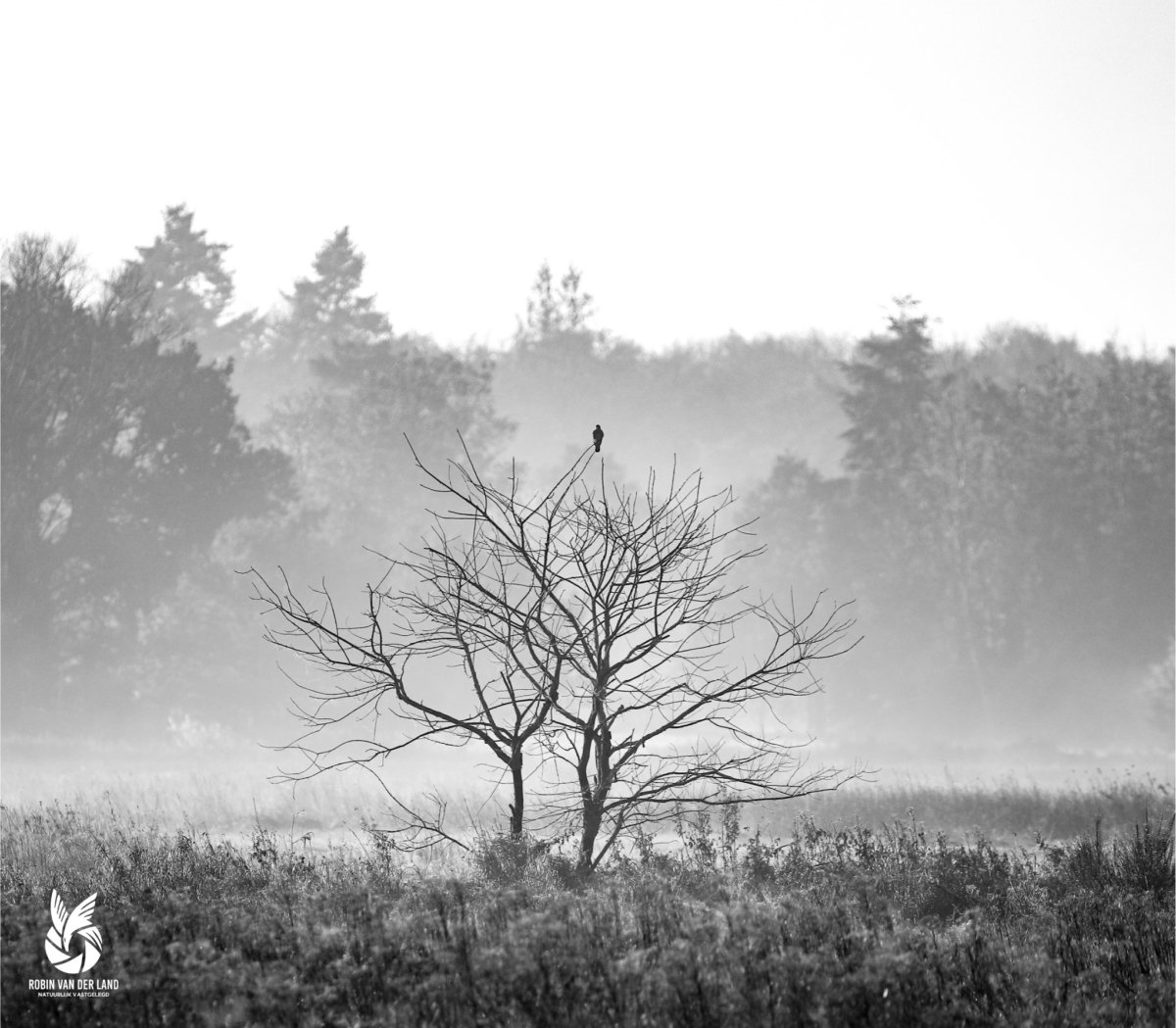 Torenvalk in een boom, zwartwitte natuurfoto