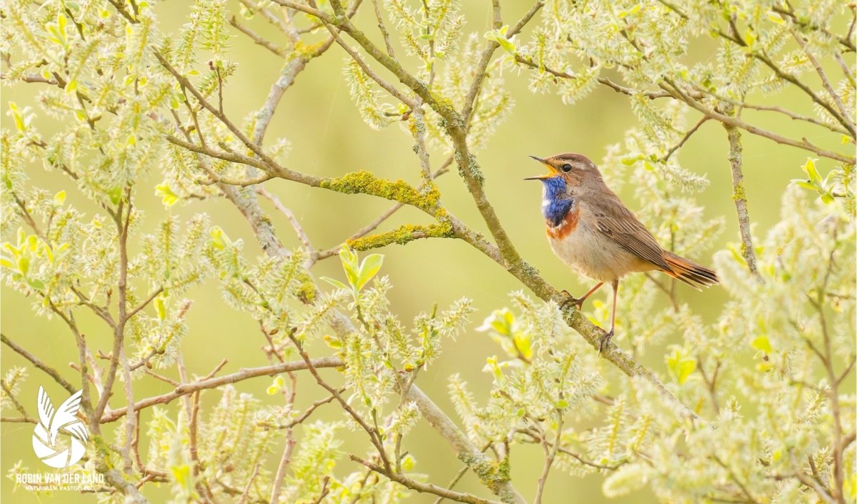 Blauwborst vogel wanddecoratie natuurfoto