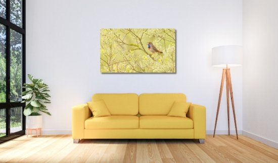 Blauwborst vogel wanddecoratie natuurfoto