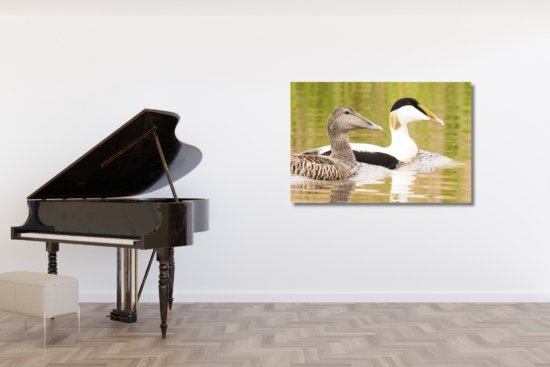 Eidereenden zwemmend waddeneiland wanddecoratie natuurfoto