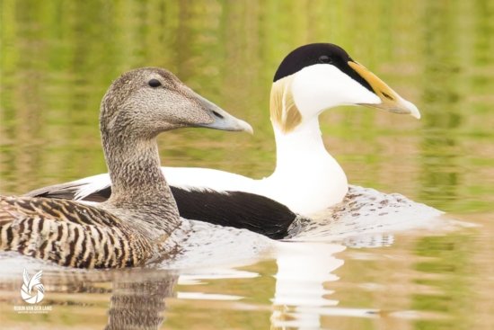 Eidereenden zwemmend waddeneiland wanddecoratie natuurfoto