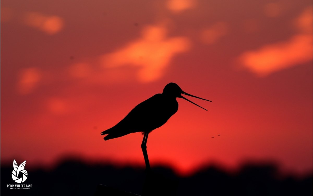 Grutto silhouet met donkerrode zonsondergang