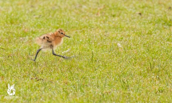 Baby juveniel grutto op ameland wanddecoratie natuurfoto