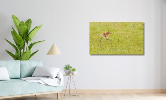 Baby juveniel grutto op ameland wanddecoratie natuurfoto