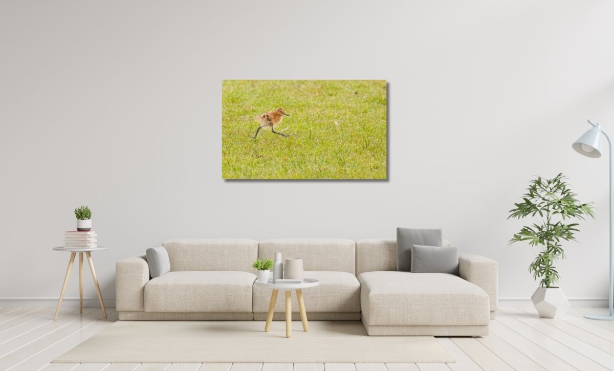 Baby juveniel grutto op ameland wanddecoratie natuurfoto