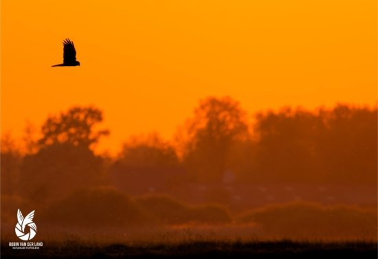 Kiekendief natuurfoto wanddecoratie op canvas of alluminium