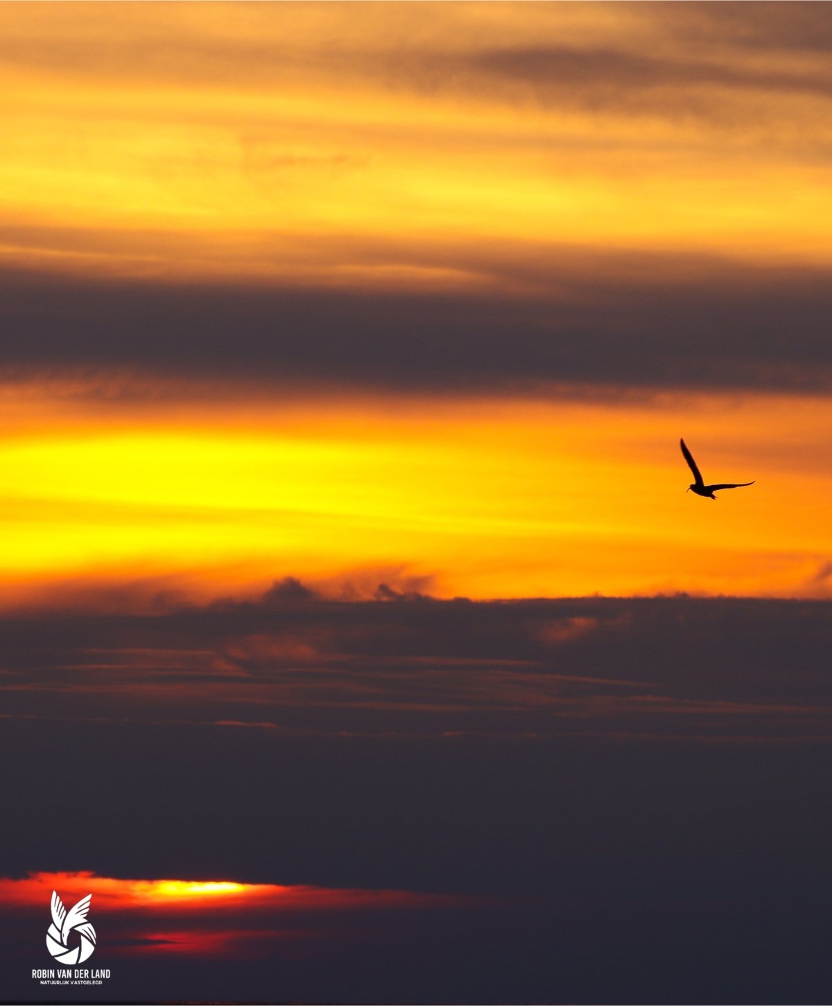 Wulp in vlucht tijdens een oranjerode zonsondergang natuurfoto