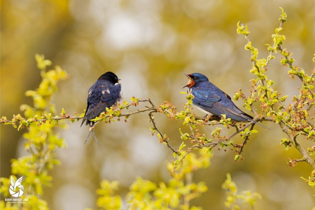 Boerenzwaluw natuurfoto geel wanddecoratie lente