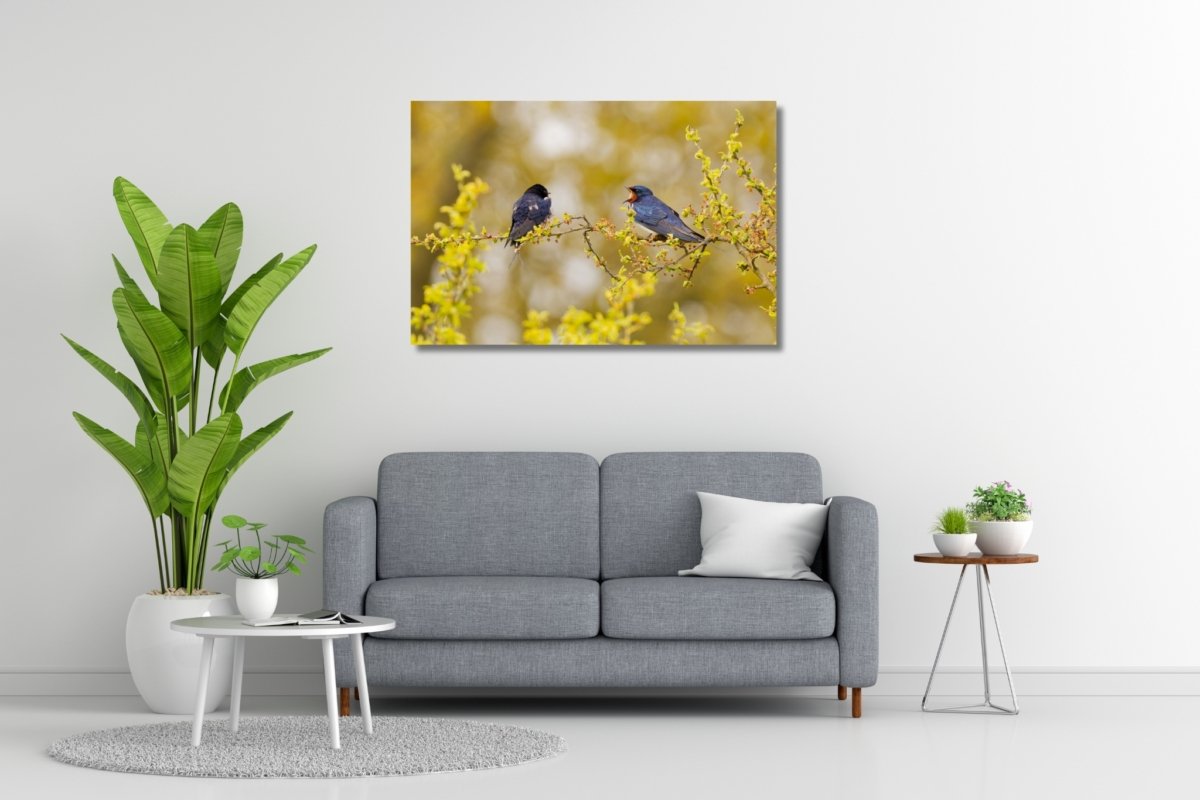 Boerenzwaluw natuurfoto geel wanddecoratie lente