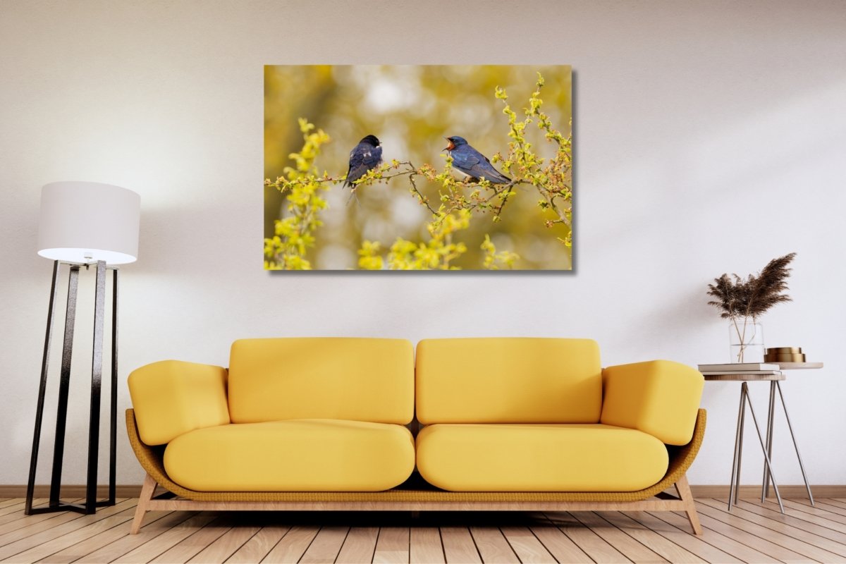 Boerenzwaluw natuurfoto geel wanddecoratie lente