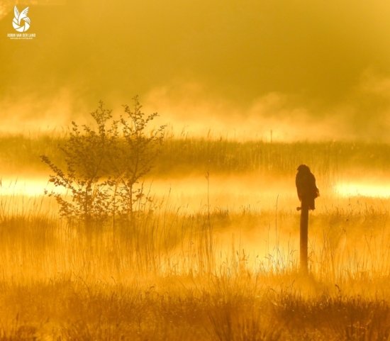 Roofvogel zonsopkomst natuurfoto wanddecoratie canvas