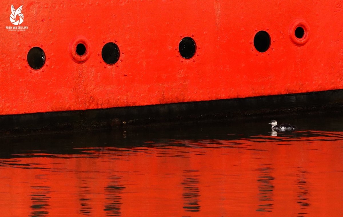 Roodkeelduiker wanddecoratie rood natuurfoto