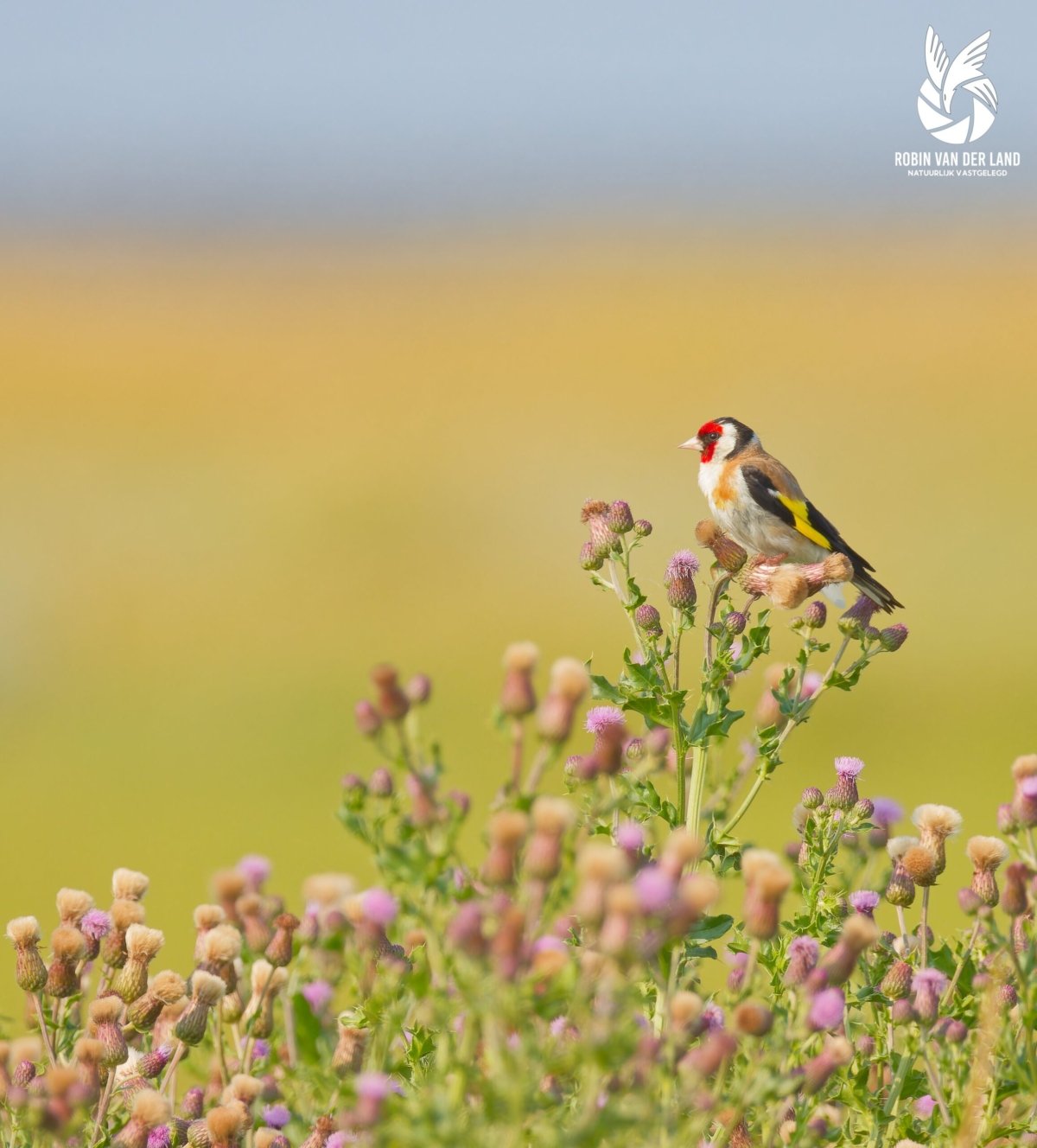 Putter in distels kleurrijke natuurfoto