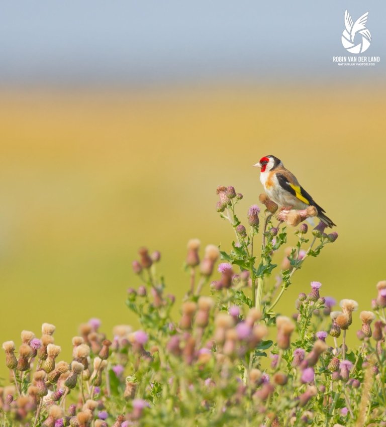 Putter in distels kleurrijke natuurfoto