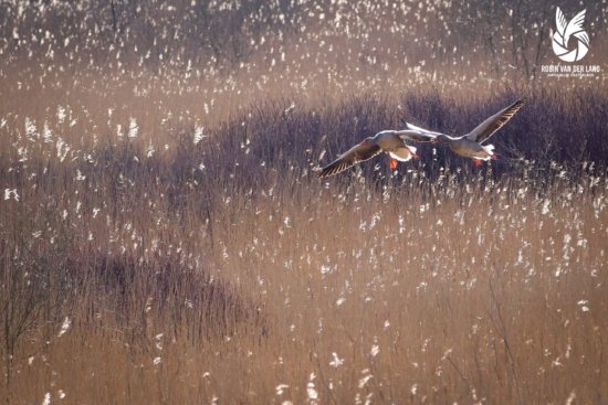 Ganzen vliegend over bruin riet