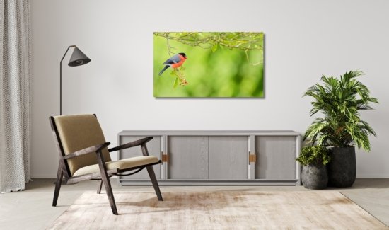 Goudvink.Wanddecoratie.natuurfoto