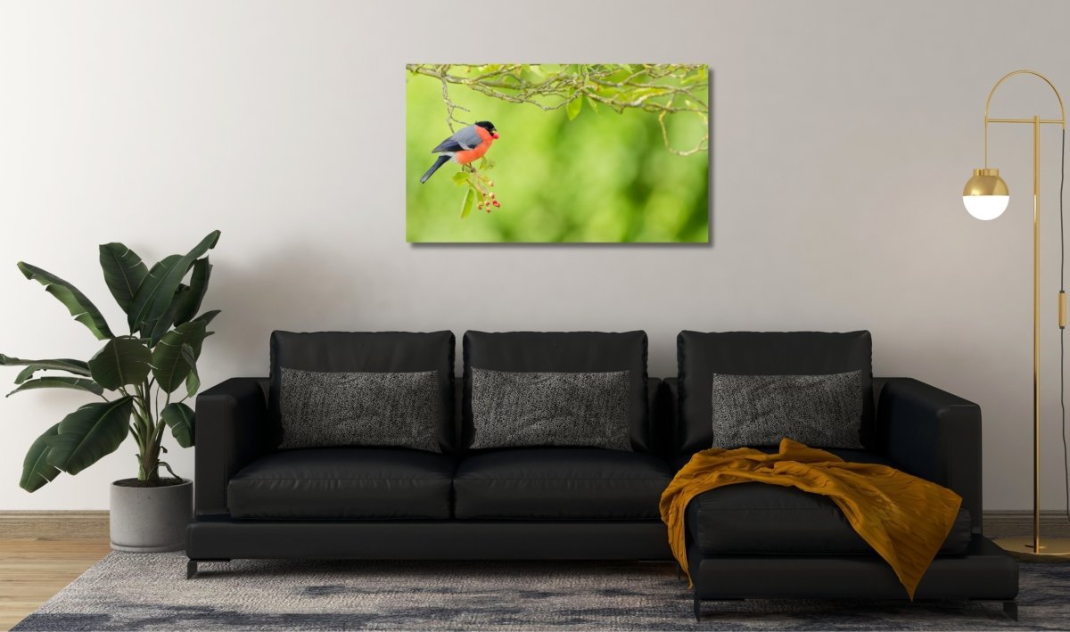 Goudvink.Wanddecoratie.natuurfoto