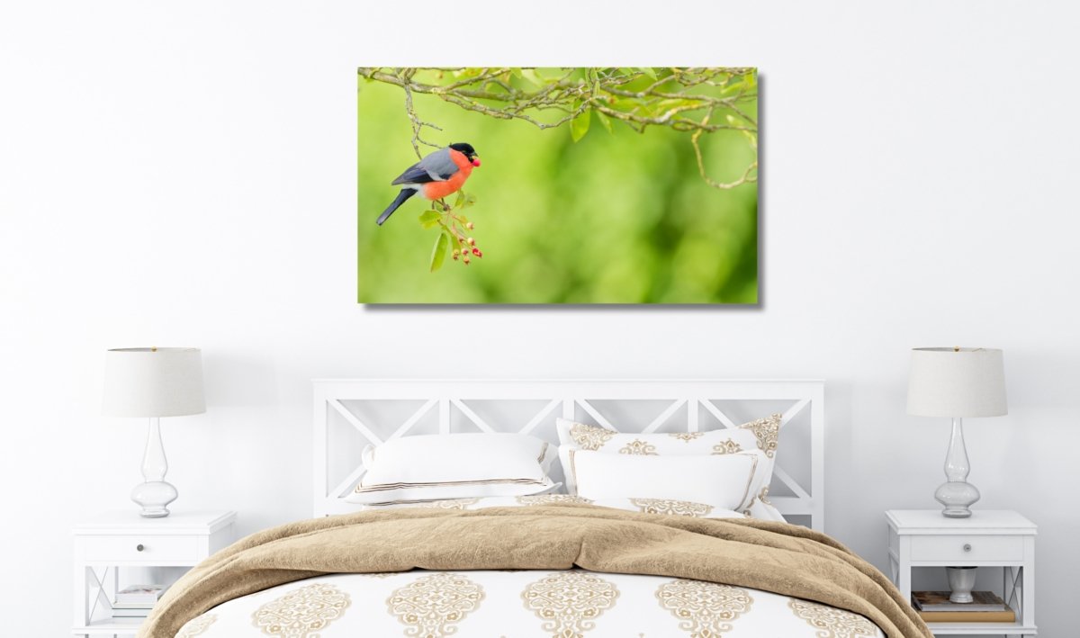 Goudvink.Wanddecoratie.natuurfoto