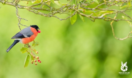 Goudvink.Wanddecoratie.natuurfoto etend van besje