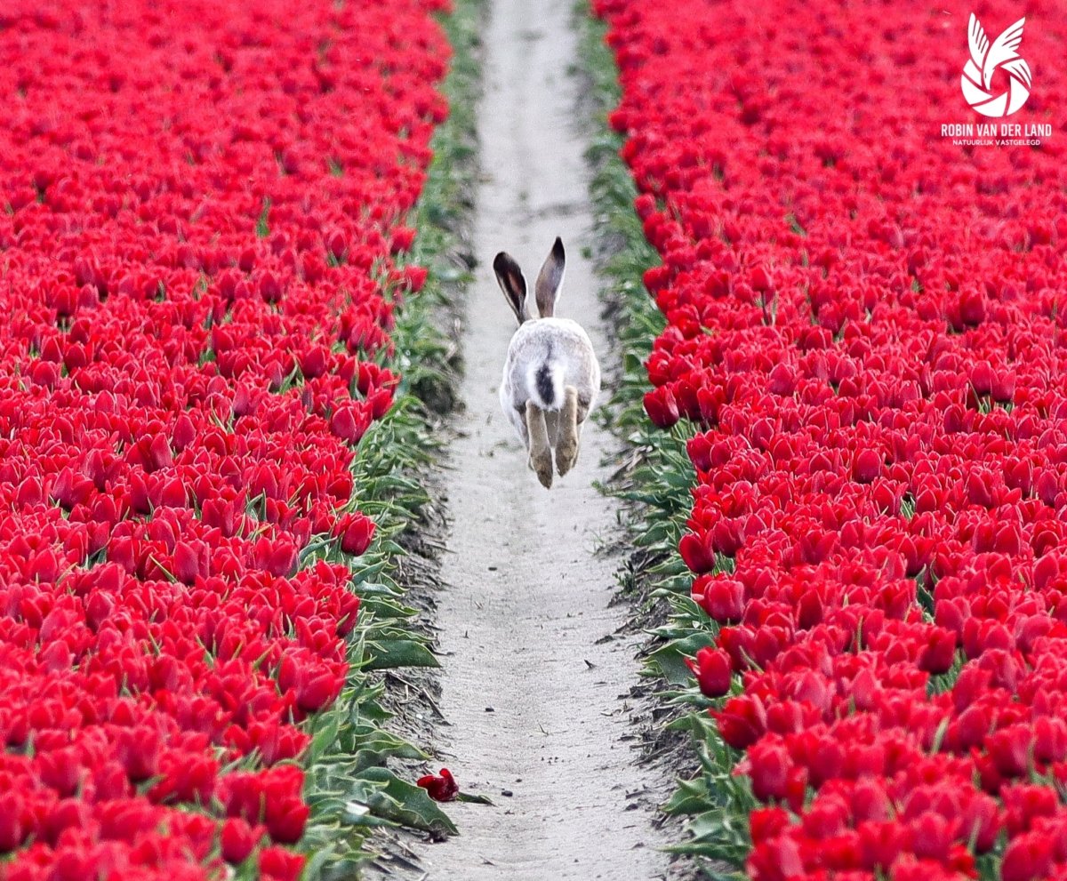 Witte haas springend in tulpenveld