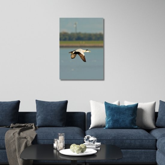 Eidereend vliegend voor ameland, natuurfoto wanddecoratie