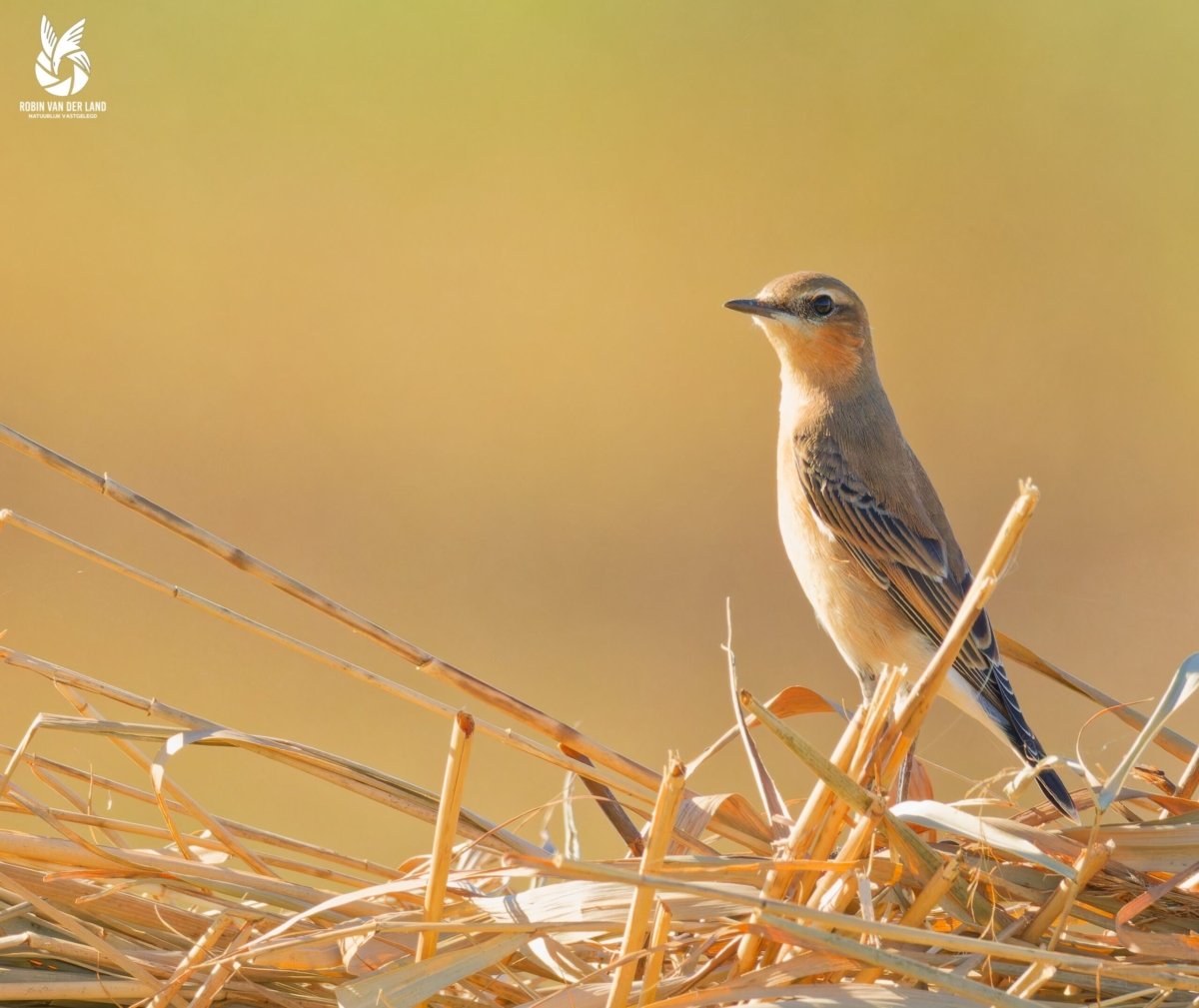 Tapuit op ameland wanddecoratie natuurfoto