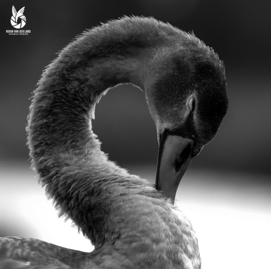 zwartiwtte natuurfoto.canvas.wanddecoratie van een zwaan