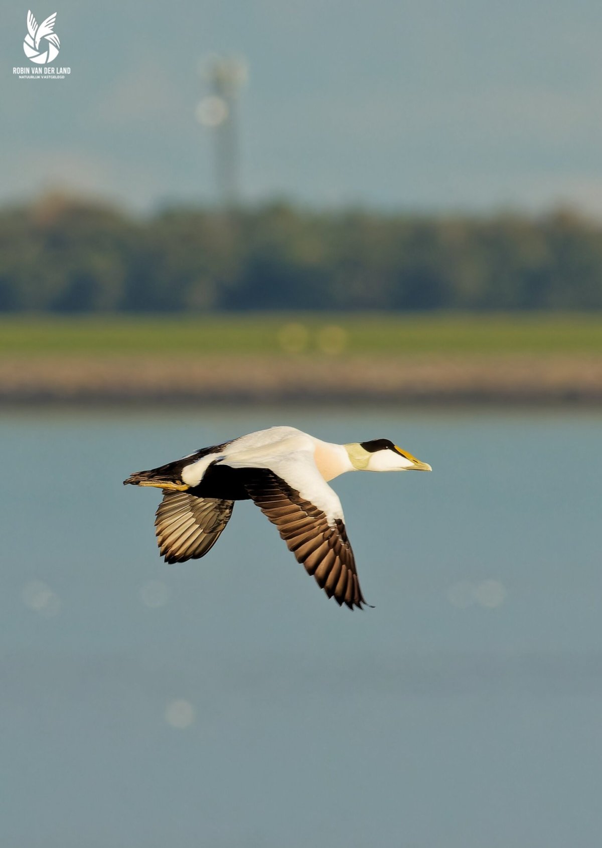 Eidereend natuurfoto.wanddecoratie