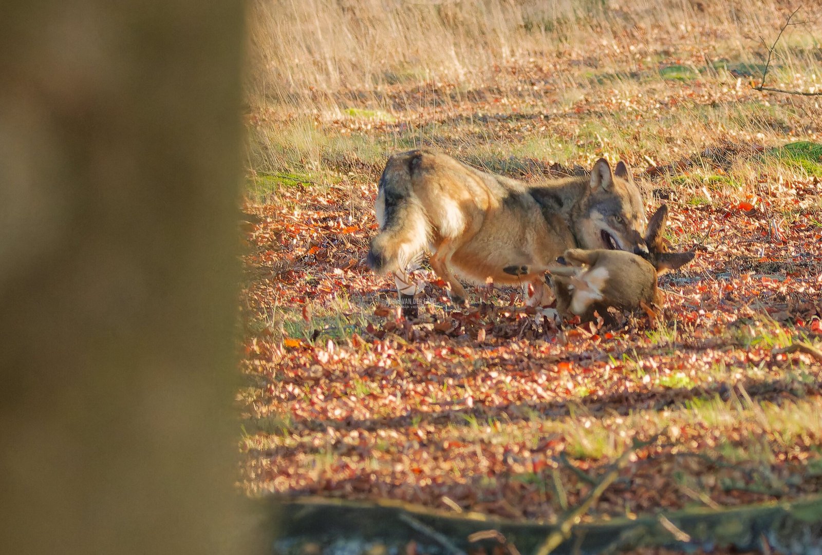 Wolf met prooi jagend sprintend